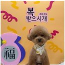 신정애견미용 이미지