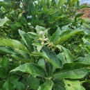 신체의 열매 이미지