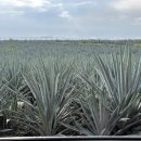 수두농장 이미지