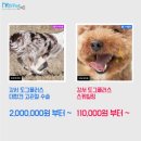 도그플러스 동물병원 이미지