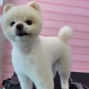 몽실하개 이미지