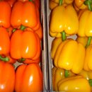 정영식농장 이미지