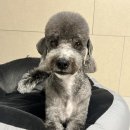 댕그루 네이버블로그