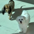 맘바이 루프탑 테라스 강아지 애견호텔 애견유치원 이미지