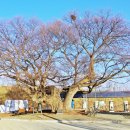 정선전씨 효부문 이미지