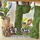 만천농장 | 춘천 식물 춘천화분 개업화분 집들이선물 감성선물추천 춘천플랜트전문샵 잎풀 춘천점