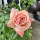 플로라 콜로니아 몰아보기 이미지
