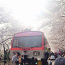 진해세화여자고등학교 | 진해 벚꽃축제 로컬꿀팁 (창원/진해 2박3일)