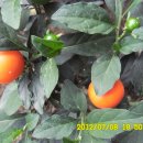 여주-0486 이미지