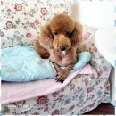 멍뭉살롱 이미지