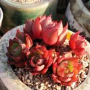 양진농장 이미지