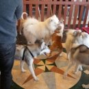 도그 앤 캣츠 이미지