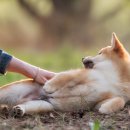 로얄도그 이미지