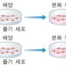 테마주 정리 :: 줄기세포 관련주 이미지