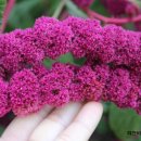 정옥순농장 이미지