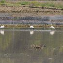 서도중학교 볼음분교 이미지