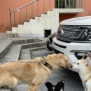 바래기암소한마리 이미지