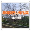 군청앞길 | 양평 주택주변 가지치기 나무벌목 전지작업 후기