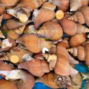 후포회대게 이미지