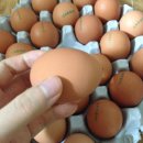 봉골농장 이미지