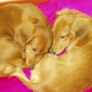 한독동물병원 이미지