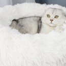보리스토어 네이버블로그