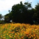 장자호수공원 장미원 이미지