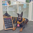 트리머펫 네이버블로그