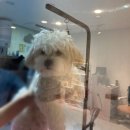 꽁꼼하개 이미지