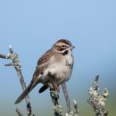 종달새 이미지
