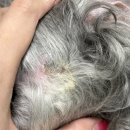 내과동물병원 루미나 | 강남권 유명 동물병원, MRI·뇌척수액 검사 후 하루아침에 달라진 16살 노견... 보호자의 실제 기록 첫...