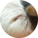 독립문동물병원 | ▶ 우니 독립문 병원 후기