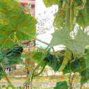 안면도글램핑 이미지