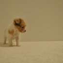 유올펫 강아지고양이 청주점 이미지