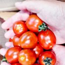 토마토 | 당진시 우수농특산물 쇼핑몰 당진팜 바다진농장 대추방울토마토 후기