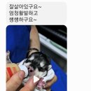 박효리군 동물병원 이미지