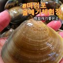 주식회사엄숙한가족들지점 | 태안 백합 해루질 갯벌체험 마검포 올메기 체험장 리얼후기