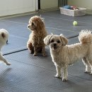 먹고놀개 이미지