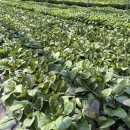 사곡농장 이미지