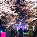 낙동강 벚꽃축제 푸드존 이미지