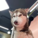 마이핫독 이미지