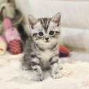 울산고양이분양 도레미캣 이미지