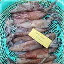 9월 28일(수)목포는항구다 생선카페 판매생선[ 한치, 아니고장어, 선어낙지, 고등어, 민어, 꼬마한치, 잡어세트 ] 이미지