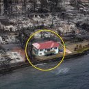 하와이 화재에서 살아남은 집 이미지