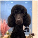 행복한 펫 살롱 이미지