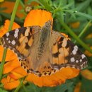 9월의 노랑코스모스에 멋쟁이나비와 흰나비들. 이미지