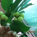 고향보신탕 이미지