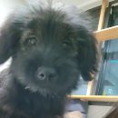 아기강아지 이미지