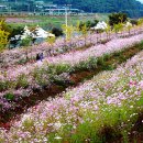 대황강 자연휴식공원 이미지