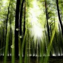 오늘의숲 이미지